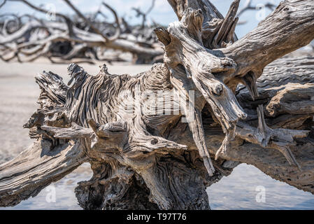 Nodose, sun-sbiancata driftwood su Jekyll Island Driftwood Beach sulla costa atlantica della Georgia del sud-est. (USA) Foto Stock