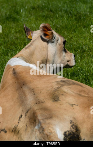 Pedigree Jersey allevamento di bovini da latte a Brooke di Wye Valley azienda lattiero-casearia nella valle del Wye, Galles. Il latte viene utilizzato per il formaggio e gelato. Foto Stock