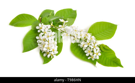 Prunus padus, noto come bird ciliegia, hackberry, hagberry o Mayday tree. Fiori. Isolato su sfondo bianco Foto Stock