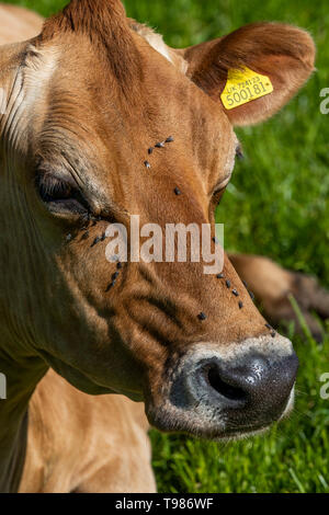 Pedigree Jersey allevamento di bovini da latte a Brooke di Wye Valley azienda lattiero-casearia nella valle del Wye, Galles. Il latte viene utilizzato per il formaggio e gelato. Foto Stock