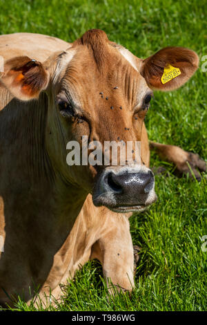 Pedigree Jersey allevamento di bovini da latte a Brooke di Wye Valley azienda lattiero-casearia nella valle del Wye, Galles. Il latte viene utilizzato per il formaggio e gelato. Foto Stock