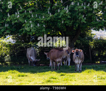 Pedigree Jersey allevamento di bovini da latte a Brooke di Wye Valley azienda lattiero-casearia nella valle del Wye, Galles. Il latte viene utilizzato per il formaggio e gelato. Foto Stock