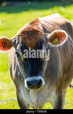 Pedigree Jersey allevamento di bovini da latte a Brooke di Wye Valley azienda lattiero-casearia nella valle del Wye, Galles. Il latte viene utilizzato per il formaggio e gelato. Foto Stock