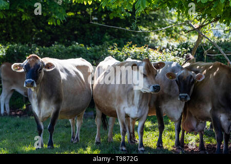 Pedigree Jersey allevamento di bovini da latte a Brooke di Wye Valley azienda lattiero-casearia nella valle del Wye, Galles. Il latte viene utilizzato per il formaggio e gelato. Foto Stock