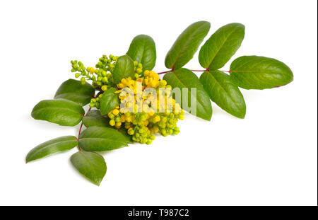 Fioritura ramoscello Mahonia isolati su sfondo bianco Foto Stock