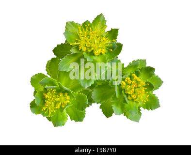Rhodiola rosea o radice dorata, radice di rose, roseroot, la verga di Aronne, Arctic root, re la corona, lignum rodio, orpin rose Foto Stock