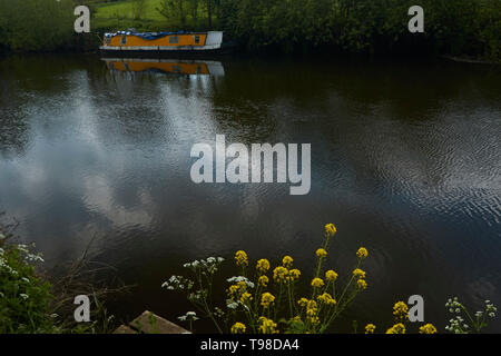 Riverscape attraverso il fiume Avon con olio di colza in primo piano e la vecchia chiatta e vale of evesham paesaggio, England, Regno Unito, Europa Foto Stock