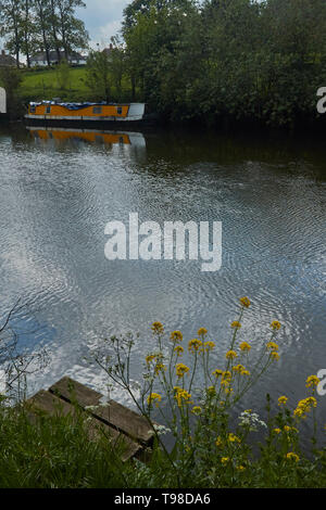 Riverscape attraverso il fiume Avon con olio di colza in primo piano e la vecchia chiatta e vale of evesham paesaggio, England, Regno Unito, Europa Foto Stock