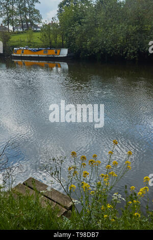 Riverscape attraverso il fiume Avon con olio di colza in primo piano e la vecchia chiatta e vale of evesham paesaggio, England, Regno Unito, Europa Foto Stock