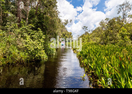 Messa di Tanjung National Park, Borneo, Indonesia: navigazione tranquilla sull'acqua nera voce al Camp Leakey, la più famosa stazione di alimentazione per o Foto Stock