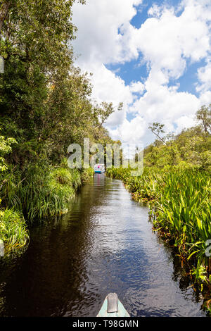 Messa di Tanjung National Park, Borneo, Indonesia: navigazione tranquilla sull'acqua nera voce al Camp Leakey, la più famosa stazione di alimentazione per o Foto Stock