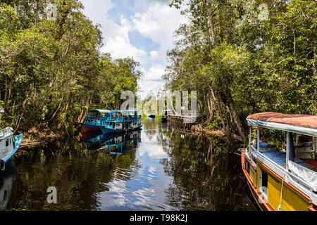 Ott 2017, Tanjung messa National Park, Kumai, Borneo, Indonesia: Klotok galleggiante sull'acqua nera fiume appena al di fuori del Camp Leakey, la maggior parte famou Foto Stock