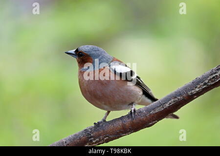 Finch seduto su un ramo in un parco. Bella fringuello sulla natura verde sfondo, concetto di stagione estiva, songbird in tempo soleggiato Foto Stock