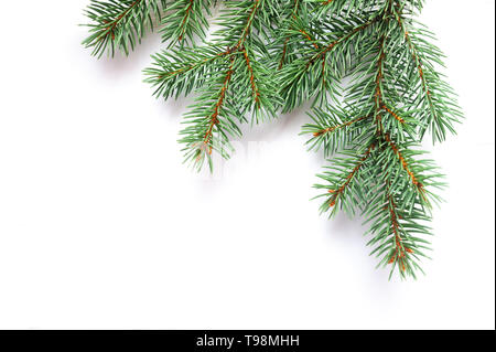 X-mas abete del ramo isolato su sfondo bianco. Ramo di pino. Sfondo di natale Foto Stock