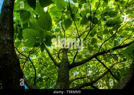 Il ginkgo tree dal pavimento al top Foto Stock