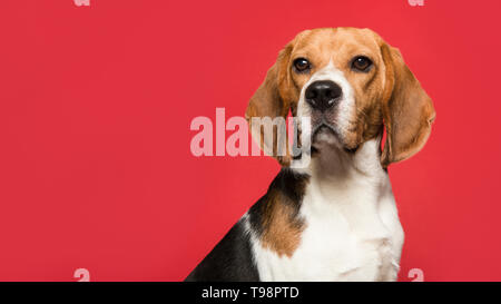 Ritratto di un cane beagle guardando la telecamera su uno sfondo di colore rosso in una immagine panoramica con spazio di copia Foto Stock