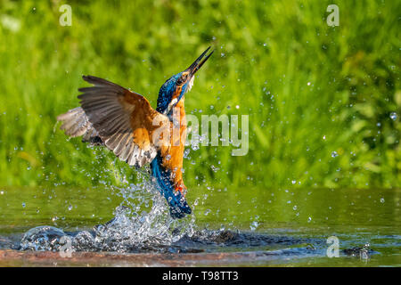 Kingfisher (Alcedo atthis) immersioni per un pesce Foto Stock