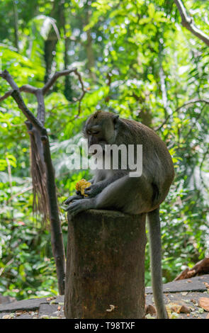 Scimmia adulta seduto su un log di mangiare il mais. Monkey Forest, Ubud, Bali, Indonesia. Foto Stock