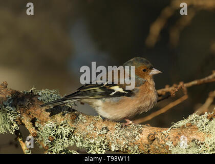 Maschio di fringuello, Dumfries Scozia Scotland Foto Stock