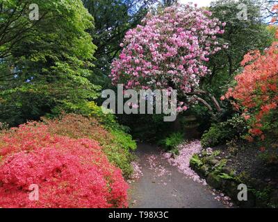 Bellissimi alberi in fiore a Giardini Bonant National Trust Galles del Nord Foto Stock