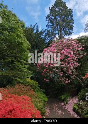 Bellissimi alberi in fiore a Giardini Bonant National Trust Galles del Nord Foto Stock