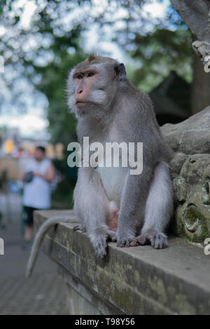 Ritratto di una scimmia adulta su una sporgenza nella Sacra Santuario della Foresta delle Scimmie, Ubud, Bali, Indonesia. Foto Stock