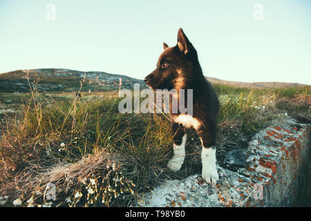 Sled Dog cuccioli nella baia di Disko su Midsummer, Groenlandia Foto Stock