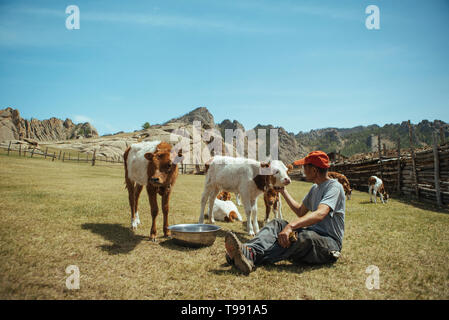 Pastore accarezzare i vitelli su un paddock, mongola svizzera, deserto dei Gobi e Mongolia Foto Stock