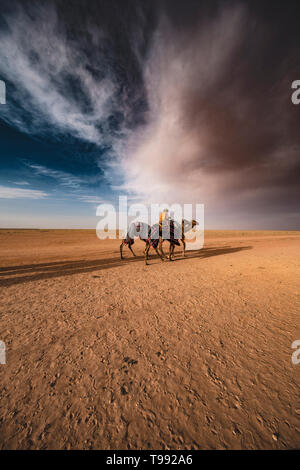 Vista al tramonto con i cammelli dopo la grande gara, Arabia Saudita Foto Stock