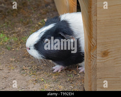 La cavia cavia porcellus o domestici guinea pig Foto Stock