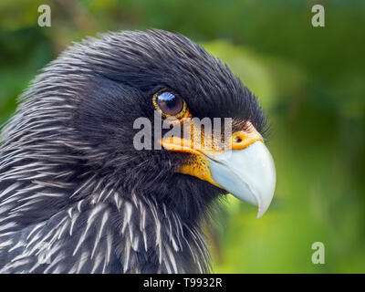 Caracara striato Phalcoboenus australis ritratto Foto Stock