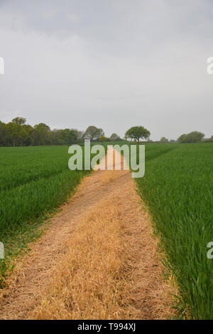 Un sentiero che è stato chiaramente contrassegnati da un agricoltore corre acorss un campo di colture tra l'Oxfordshire villaggi di Bladon e Begbroke Foto Stock