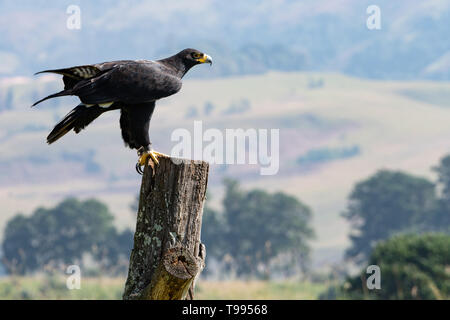 Un Verreaux o Black Eagle, la preparazione per il volo. Foto Stock