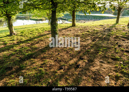 La sera tardi la luce del sole che splende attraverso un piccolo bosco ceduo di alberi nella campagna dello Yorkshire Regno Unito causando forti ombre. Foto Stock