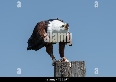 Un pesce africano eagle nel processo di rendere la sua firma chiamata. Foto Stock