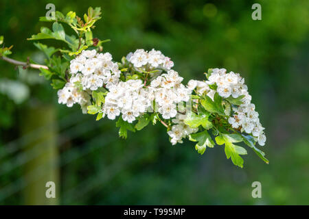 Una chiusura di biancospino o fiori di maggio in fiore nella primavera del Regno Unito Foto Stock