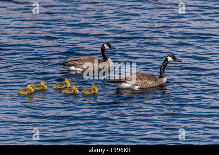 Due Oche del Canada (Branta canadensis) adulti e cinque goslings (pulcini) nuoto. Foto Stock