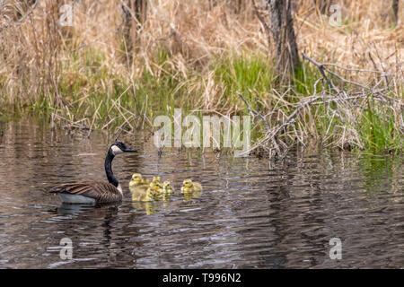 Oche del Canada (Branta canadensis) adulto e cinque goslings (pulcini) nuoto. Foto Stock