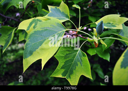 Liriodendron Tulipifera (Aureomarginatum, American tulip tree, tulipwood, tulip poplar, essenze dure, fiddletree, giallo-pioppo) ramoscello con verde-giallo l Foto Stock