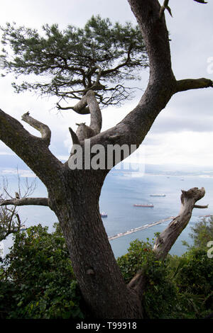 Albero Foto Stock