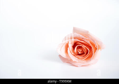 Vista dall'alto della sola rosa rosa fiore che sboccia con gocce di acqua sui petali isolati su sfondo bianco Foto Stock