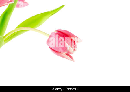 Pink tulip flower isolati su sfondo bianco e lo spazio per il testo Foto Stock