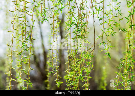 Il giovane lungo fiore amenti ontano sui rami di alberi Foto Stock