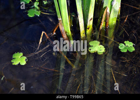 Green canne crescente nell' acqua scura, radici e foglie piccole close up dettaglio Foto Stock