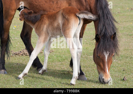 Pony nella nuova foresta Foto Stock