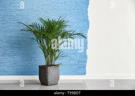 Noci di arec decorativo palm vicino alla parete del colore Foto Stock