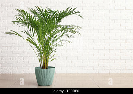 Noci di arec decorativo palm vicino al bianco muro di mattoni Foto Stock