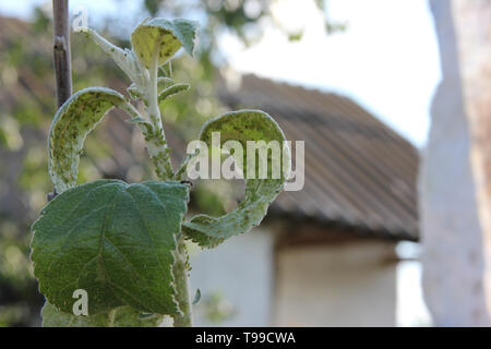 Gli afidi sono succhiare il succo di mela-tree e ant è li che pascolano sul ramo in foglie su un cielo blu sullo sfondo Foto Stock