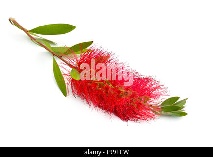 Fioritura red Melaleuca, paperbarks, miele-mirti o tea-tree, scovolino da bottiglia. Isolato su sfondo bianco. Foto Stock