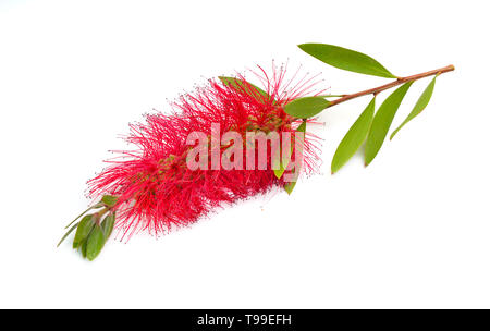 Fioritura red Melaleuca, paperbarks, miele-mirti o tea-tree, scovolino da bottiglia. Isolato su sfondo bianco. Foto Stock